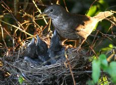 Amsel-6-Tag-6.jpg